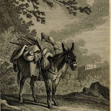 Two donkeys standing in a field