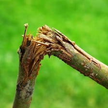 A dry brittle twig breaking