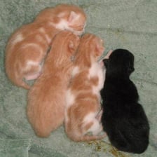 A group of young kittens.