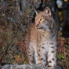 A Eurasian lynx, a wild cat with tufted ears