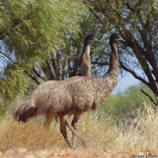 An emu standing in an Australian landscape