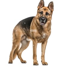 An Alsatian, also known as a German Shepherd