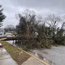 A fallen tree blocking a road