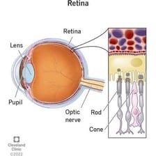 An anatomical diagram showing the retina at the back of the eye.
