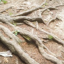 Exposed roots spreading beneath a tree