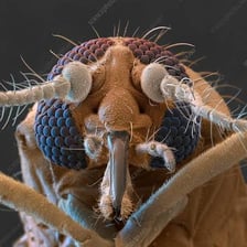 Close-up view of a small biting midge insect