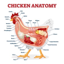 An anatomical illustration showing a bird's gizzard in the digestive system.