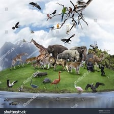 Wild animals shown in a natural habitat
