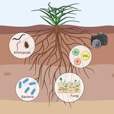 Plant roots spreading through the soil beneath a plant.