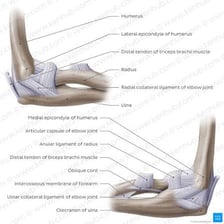 An anatomical illustration showing the human elbow joint