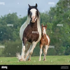 An adult female horse standing in a field.