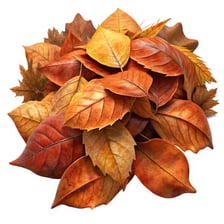 A pile of leaves gathered together