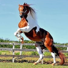 A horse with large contrasting patches in its coat