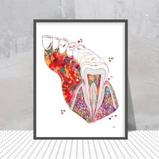 An illustration showing a human molar tooth