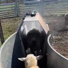 Sheep in a treatment dip used for parasite control
