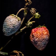 Fruit visibly deteriorating through decay