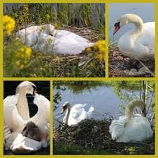 A comparison showing a cob horse and a male swan