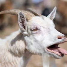 A goat with its mouth open as it bleats