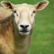 A female sheep standing in a field.