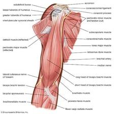 An anatomical illustration showing prominent human muscles.