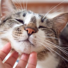 A contented cat shown while purring