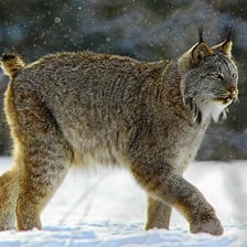 A lynx standing in a forest