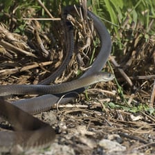 A black mamba in a natural African setting.