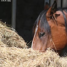 A horse eating from a large pile of hay.