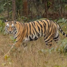 Bengal tigers displaying their distinctive striped coats