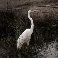 A white egret standing in shallow water.