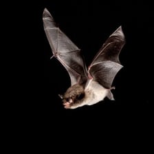 A common pipistrelle bat flying at dusk.