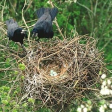 A colony of rooks gathered in tall trees