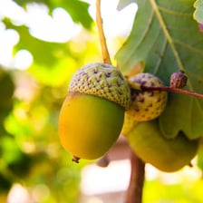 A single acorn attached to an oak tree branch