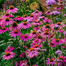 A healthy flowering plant growing vigorously in a garden