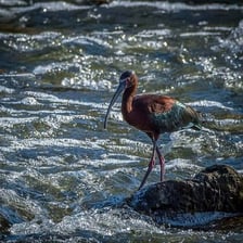 Ibises standing and feeding in a wetland