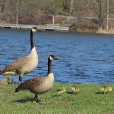 Several geese swimming on a lake