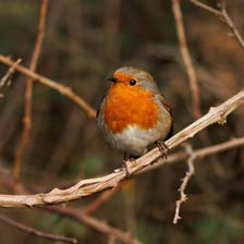 A European robin showing its orange-red breast.