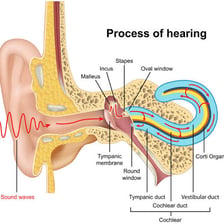 A close view of human ears