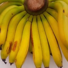 Several banana hands growing together on a banana plant