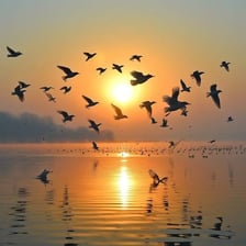 A flock of birds dispersing in different directions