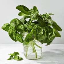 A basil plant with fresh green leaves