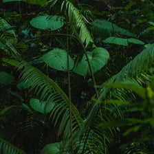 A densely packed stand of trees and foliage