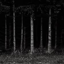 A dark, unsettling forest scene illustrating the eeriest atmosphere