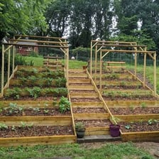A garden arranged in neat raised terraces