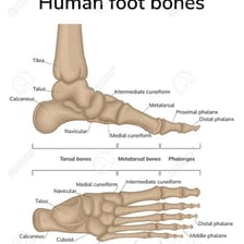 An anatomical diagram identifying the instep on the top of the foot.
