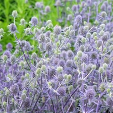 A close-up of an eryngo, or sea holly, showing its spiky blue-green flower head