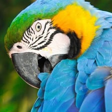 A brightly coloured macaw parrot perched on a branch.