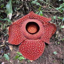 The enormous reddish flower of a Rafflesia plant