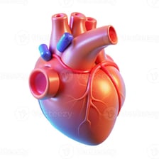 An educational illustration of a beating human heart.