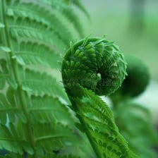 Green fern fronds growing in a damp natural setting.